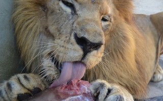 leao_no_zoo