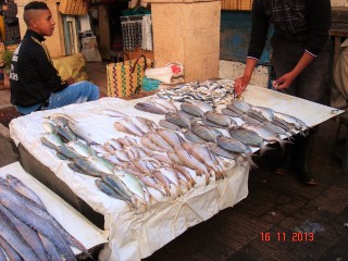 peixes_245 (2)