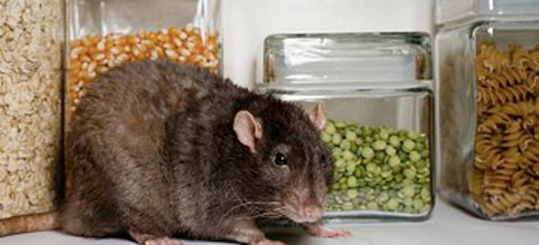 ratos_3_1200x545_c