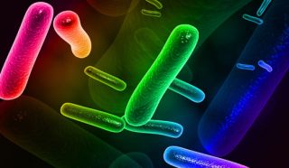 probioticos