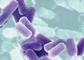 bacillus