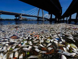 peixes