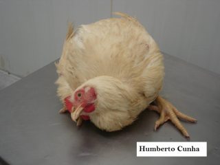frango