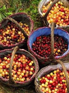 cestas-llenas-de-fruta_1088-137