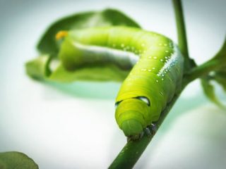 materias estranhas em alimentos
