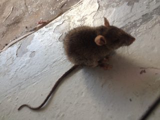 iscas de veneno pragas