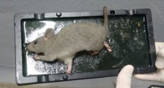 armadilha para roedores 1