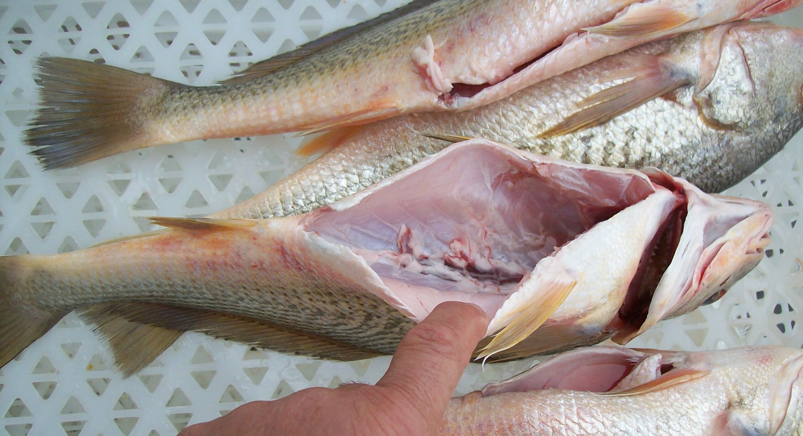 Pedaços parecidos com tripa de peixe na menstruação