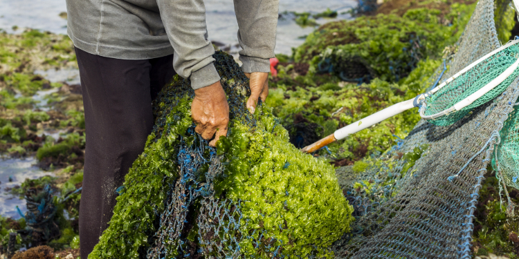 Algas marinhas – implicações de segurança dos alimentos segundo a